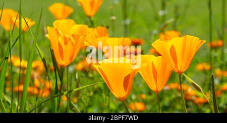 Panorama von Kalifornien Mohnblumen blühen im Frühling Stockfoto