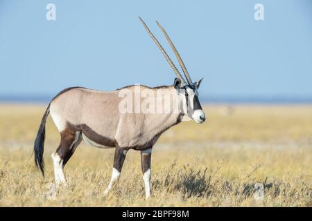 Gemsbok oder Oryx (Oryx Gazella) Wandern auf Savanne, Blick auf Kamera, Etosha Nationalpark, Namibia Stockfoto