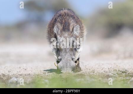 Warhog (Phacochoerus africanus), der an einem Wasserloch im Etosha Nationalpark, Namibia trinkt. Stockfoto