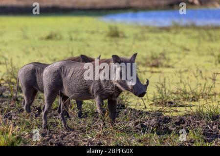 Afrikanische gemeinsame Tier Schwein Warzenschwein (Phacochoerus) im natürlichen Lebensraum Moremi Game Reserve, Botswana Safari Wildlife Stockfoto