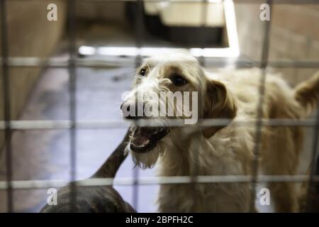 Hund in geschlossenen Kennel, ausgesetzten Tiere, Missbrauch Stockfoto