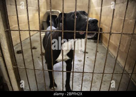 Hund in geschlossenen Kennel, ausgesetzten Tiere, Missbrauch Stockfoto