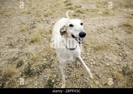 Windhund spielen im Park, Tiere und Natur Stockfoto