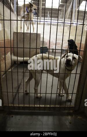 Hund in geschlossenen Kennel, ausgesetzten Tiere, Missbrauch Stockfoto