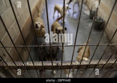 Hund in geschlossenen Kennel, ausgesetzten Tiere, Missbrauch Stockfoto