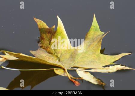 Herbsteichenblatt auf Wasser Stockfoto