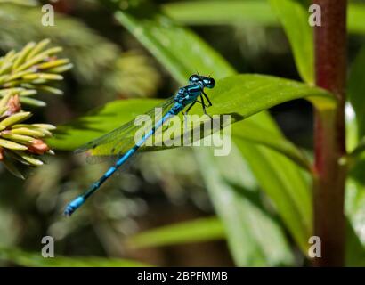 Geläufiger blauer Damselfly (Enallagma cyathigerum) männlich, Großbritannien Stockfoto