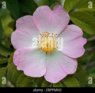 Dog Rose (rosa canina), Großbritannien Stockfoto