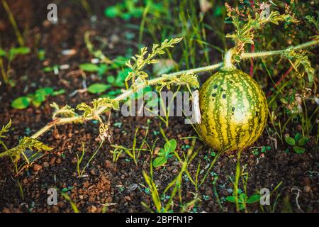 kleine reif gestreiften Wassermelonen wächst die Melone-Felder. Stockfoto