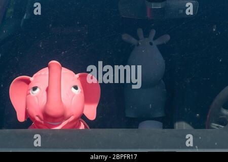 Gummi aufblasbare rosa Elefant Tierspielzeug auf dem Vordersitz eines Autos, auf dem Rücksitz eine weiße Kuh. Hintergrund mit Schatten Reflexion. Stockfoto