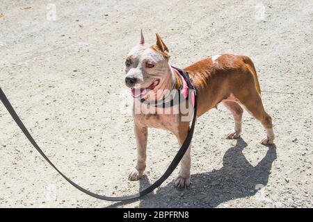 AmStaff, ein schöner Wache und Verdichtungshund Stockfoto