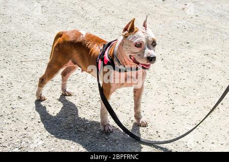 AmStaff, ein schöner Wache und Verdichtungshund Stockfoto