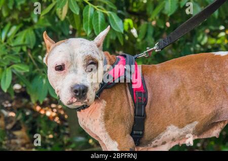 AmStaff, ein schöner Wache und Verdichtungshund Stockfoto