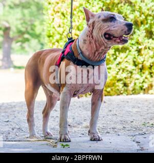 AmStaff, ein schöner Wache und Verdichtungshund Stockfoto