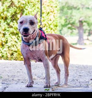 AmStaff, ein schöner Wache und Verdichtungshund Stockfoto