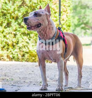 AmStaff, ein schöner Wache und Verdichtungshund Stockfoto