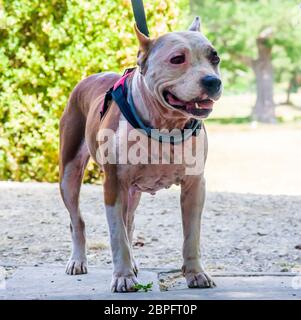 AmStaff, ein schöner Wache und Verdichtungshund Stockfoto