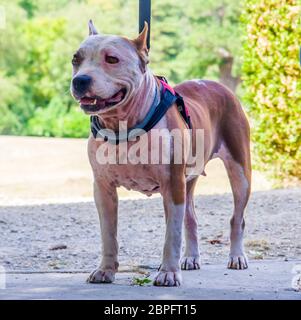 AmStaff, ein schöner Wache und Verdichtungshund Stockfoto