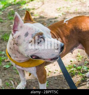 AmStaff, ein schöner Wache und Verdichtungshund Stockfoto