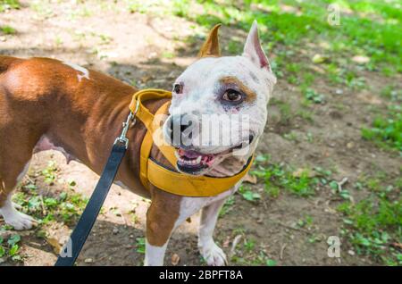 AmStaff, ein schöner Wache und Verdichtungshund Stockfoto