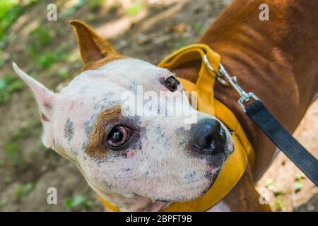 AmStaff, ein schöner Wache und Verdichtungshund Stockfoto