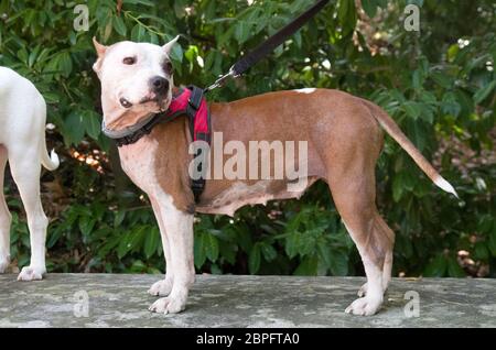 AmStaff, ein schöner Wache und Verdichtungshund Stockfoto