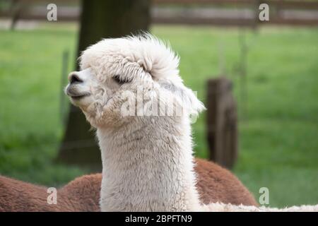 Weißer Alpaka, ein weißer Alpaka vor einem braunen Alpaka. Selektiver Fokus auf den Kopf des weißen Alpaka, Foto des Kopfes. Stockfoto