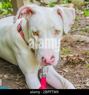 Wunderschöner und süßer weißer Hund mit gelben Augen und rosa Nase im Grünen mit rotem Kragen Stockfoto