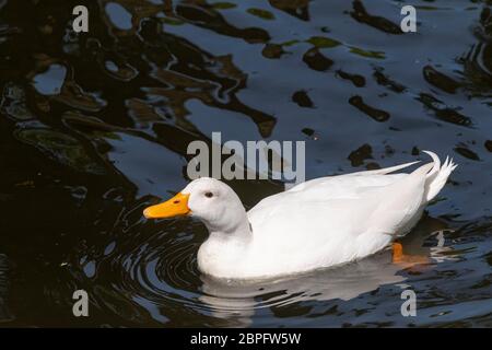 Große weiße schwere Ente auch bekannt als America Pekin Duck, schwimmt die Ente im dunklen Wasser mit Reflexen. Stockfoto