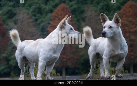 Die Classic blad Cypress Szene der Taiwan kahlen Zypressen Reflexion, Taiwan Stockfoto