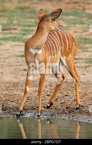 Weiblicher Nyala-Antilope (Tragelaphus Angasii), Mkuze Game reserve, Südafrika Stockfoto