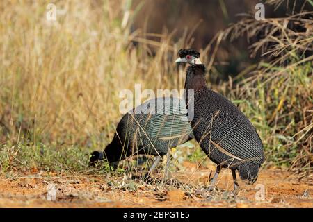 Guineafowls Crested (Guttera pucherani) im natürlichen Lebensraum, Südafrika Stockfoto