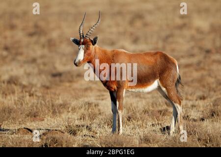 Eine Blessböcke Antilope (Damaliscus Pygargus) im Grünland, Südafrika Stockfoto