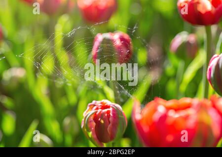 Wunderschöne Frühlingsblumen. Rote Tulpen in grünen Blättern und Spinnennetz. Stockfoto