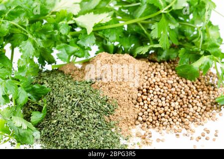 Frischer Koriander Blätter und Stapel von getrockneten Koriander, ganz Koriander und Koriander Pulver. Stockfoto