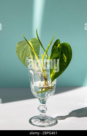 Junge Sprossen aus Goldpothos / Epipremnum aureum mit Wurzel aus transparentem Weinglas auf dem Tisch, blauer Hintergrund mit Sonnenlicht. Vertikal. Stockfoto