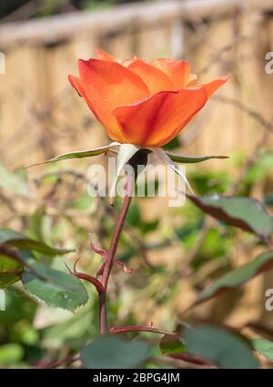 Schöne offene cupped Orange Rose wächst in einer Grenze in einem Garten in Alsager Cheshire England Vereinigtes Königreich Großbritannien Stockfoto