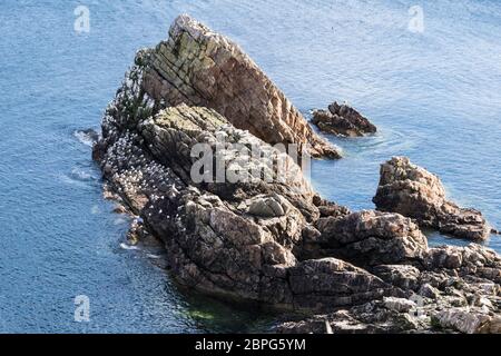 Bogen Geige Rock ist ein natürlicher See arch in der Nähe von portknockie Auf der nord-östlichen Küste von Schottland. Stockfoto