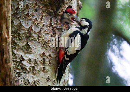 Ein weiblicher Buntspecht, einer von einem Paarungspärchen, füttert ihr Küken an ihrem Nest in einem Baumstamm in Wäldern in der Nähe von Bristol. Stockfoto