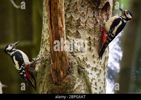 Ein Paarungspärchen Buntspechte kommen zur gleichen Zeit am Nest an, während sie ihr Küken kontinuierlich in einem Baumstamm in Wäldern in der Nähe von Bristol füttern. Stockfoto