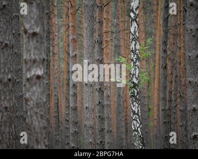 Briesen, Deutschland. Mai 2020. Eine einzelne Birke wächst in einem Kiefernwald. Der Laubbaum sticht mit seinem schwarz-weißen Stamm und grünen Blättern zwischen den dunklen Nadelbäumen natürlich hervor. Brandenburg hat eine Waldfläche von 1.09 Millionen Hektar und damit die drittgrößte Waldfläche in Deutschland. Rund 270,000 Hektar, oder knapp ein Drittel, gehören zum Staatswald. Quelle: Patrick Pleul/dpa-Zentralbild/dpa/Alamy Live News Stockfoto