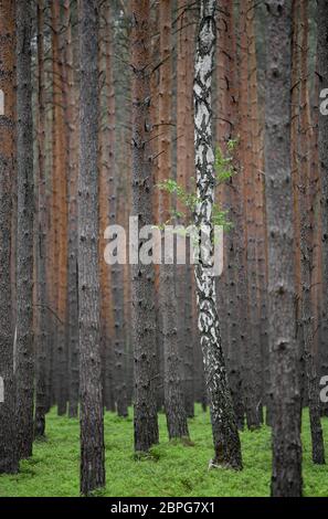 19. Mai 2020, Brandenburg, Briesen: Eine einzige Birke wächst in einem Kiefernwald. Der Laubbaum sticht mit seinem schwarz-weißen Stamm und grünen Blättern zwischen den dunklen Nadelbäumen natürlich hervor. Brandenburg hat eine Waldfläche von 1.09 Millionen Hektar und damit die drittgrößte Waldfläche in Deutschland. Rund 270,000 Hektar, oder knapp ein Drittel, gehören zum Staatswald. Foto: Patrick Pleul/dpa-Zentralbild/dpa Stockfoto