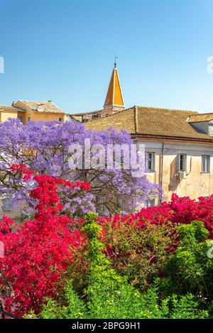 Schöne Blumen, einschließlich Bougainvillea und ein Jacaranda tree in Korfu, Griechenland Stockfoto