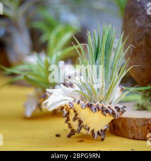 Schöne Komposition von Tillandsia, immergrüne, ausdauernde Blütenpflanzen in der Familie Bromeliaceae, ursprünglich aus den Wäldern, Bergen und dese Stockfoto