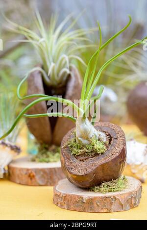 Schöne Komposition von Tillandsia, immergrüne, ausdauernde Blütenpflanzen in der Familie Bromeliaceae, ursprünglich aus den Wäldern, Bergen und dese Stockfoto