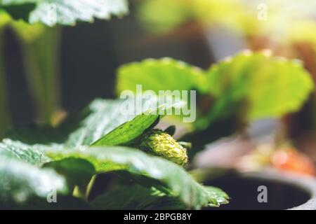 Grüne Erdbeere im Garten, wilder Erdbeerbusch in schwarzem Blumentopf. Landwirtschaftliche Ernte. Stockfoto