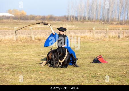 HORTOBAGY, UNGARN, NOVEMBER 04. 2018: Ungarische Csikos in traditioneller Tracht zeigen sein ausgebildetes Pferd. Traditioneller Pferdeherber von Hung Stockfoto