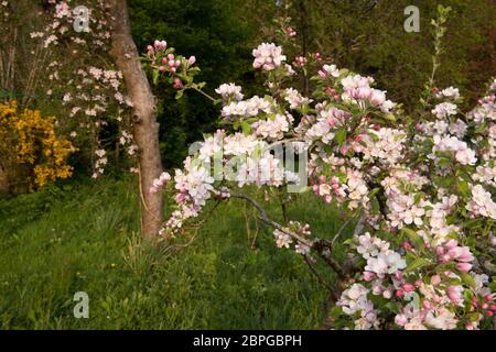 Frühlingsblüte auf einem Apfelbaum (Malus domestica 'Sunset') wächst in einem Obstgarten in einem Landhausgarten in Rural Devon, England, Großbritannien Stockfoto