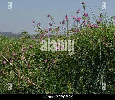 Frühling blühende rote Campion Wilde Blume (Silene dioica) wächst auf einer grasbewachsenen Bank im ländlichen Devon, England, Großbritannien Stockfoto