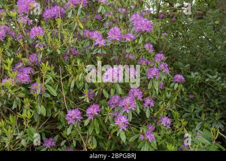 Frühlingsblumen des invasiven Wilden Rhododendron-Strauchs (Rhododendron ponticum), der am Rande eines Waldes wächst in Rural Devon, England, Stockfoto